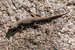 Farquhar half-toed gecko (Hemidactylus mercatorius) Anja Community Reserve.jpg