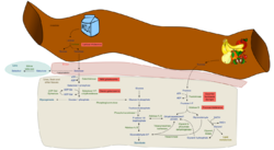 Fructose and galactose metabolism.png