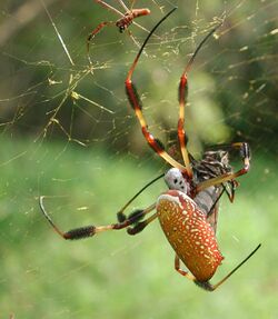 Golden silk spider - Nephila clavipes.jpg