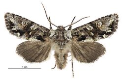 Graphania pelanodes male.jpg