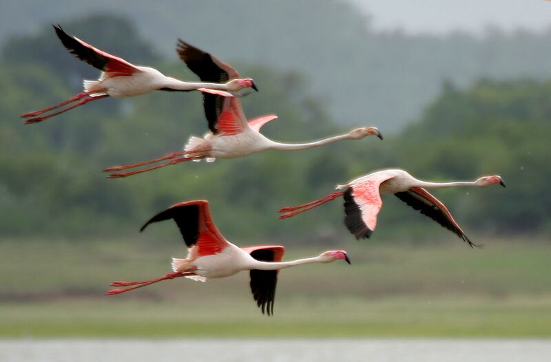 File:Greater Flamingoes (Phoenicopterus roseus) after taking off W2 IMG 9857.jpg