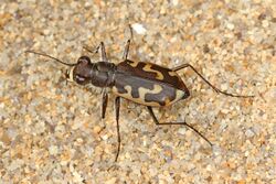 Hairy-necked Tiger Beetle - Cicindela hirticollis, Leesylvania State Park, Woodbridge, Virginia - 21724148059.jpg