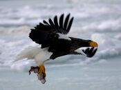 Haliaeetus pelagicus, Rausu, Hokkaido, Japan.jpg