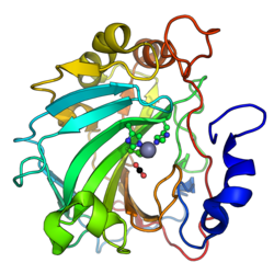 Human carbonic anhydrase II PDB=6LUX.png
