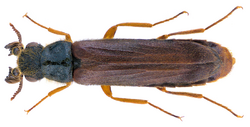 Hylecoetus dermestoides (Linnaeus, 1761) Male (31743019666).png
