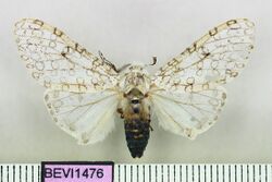 Hypercompe albicornis.JPG