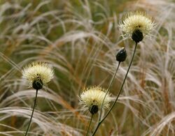 IMG 8936-Centaurea ruthenica.jpg