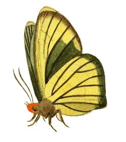Illustrations of Exotic Entomology Hesperia Iphis under.jpg
