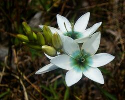 Ixia polystachya-2.jpg