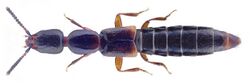 Leptacinus pusillus (Stephens, 1833).jpg