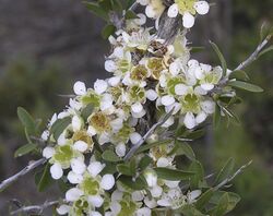 Leptospermum spinescens (2).jpg