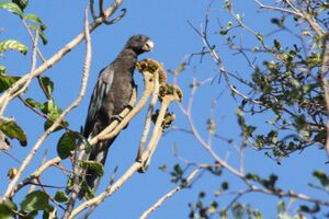 Lesser vasa parrot coracopsis nigra.jpg