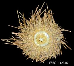 Long-Spined Sea Urchin (11670515274).jpg