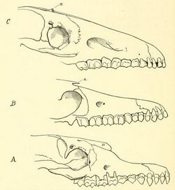 Macraucheniidae skulls.jpg