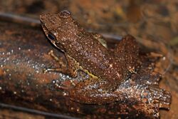 Major's aquatic frog (Mantidactylus majori) Ranomafana.jpg