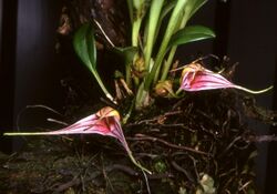 Masdevallia odontocera Orchi 001.jpg