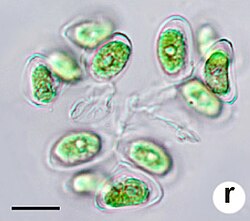 Medeiros et al 2021 Dimorphococcus lunatus.jpg