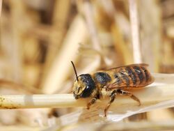 Megachile albisecta female 1.jpg