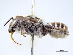 Megachile ordinaria f.jpg