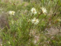 Melaleuca borealis 01.JPG