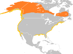 Melanitta perspicillata range map.png