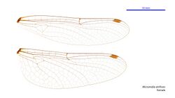 Micromidia atrifrons female wings (34216288524).jpg