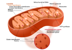 Mitochondrion structure.svg