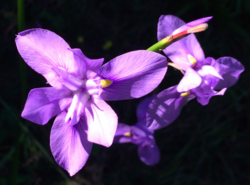 Moraea polystachya flowers.png