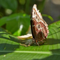 Morpho menelaus-IMG 0825.JPG