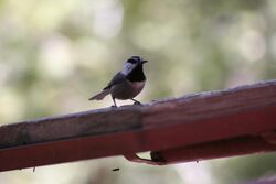 Mountain Chickadee feeder 2.jpg