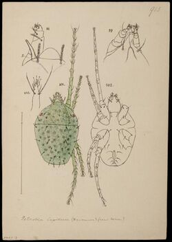 Naturalis Biodiversity Center - RMNH.ART.1390 - Petrobia lapidum - Mites - Collection Anthonie Cornelis Oudemans.jpeg