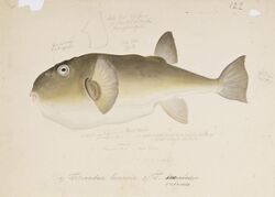 Naturalis Biodiversity Center - RMNH.ART.167 - Lagocephalus inermis (Temminck and Schlegel) - Kawahara Keiga - 1823 - 1829 - Siebold Collection - pencil drawing - water colour.jpeg
