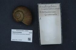 Naturalis Biodiversity Center - RMNH.MOL.153930 - Amphicyclotus texturatus Sowerby - Neocyclotidae - Mollusc shell.jpeg