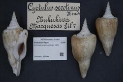 Naturalis Biodiversity Center - ZMA.MOLL.355044 - Cyrtulus serotinus Hinds, 1843 - Fasciolariidae - Mollusc shell.jpeg