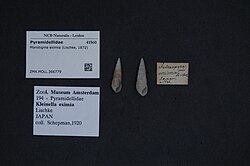 Naturalis Biodiversity Center - ZMA.MOLL.366779 - Monotigma eximia (Lischke, 1872) - Pyramidellidae - Mollusc shell.jpeg