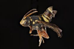 Nomada texana male.jpg