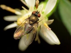 Oak Shothole Leafminer.jpg