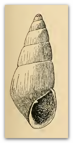 Odostomia limpida 002.png