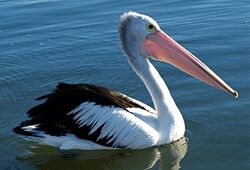 Pelecanus conspicillatus -Australia -8.jpg