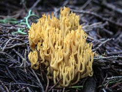 Phaeoclavulina myceliosa AR.jpg