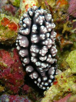 Phyllidiopsis fissuratus.jpg