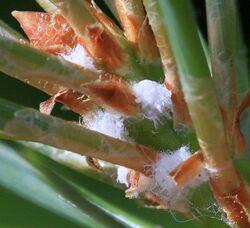 Pineus pini (Scots pine adelgid) (14480056502).jpg