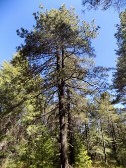 Pinus durangensis, Madera, Chihuahua, Mexico 1.jpg