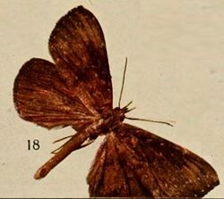 Pl.13-18-Deinypena morosa=Aburina morosa (Holland, 1920).JPG