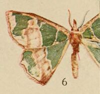 Pl.14-06-Osteosema phyllobrota=Archichlora phyllobrota (Holland, 1920).JPG