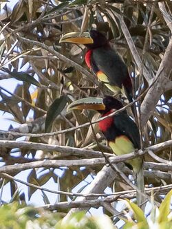 Pteroglossus mariae - Brown-mandibled Aracari; Beruri, Amazonas, Brazil.jpg