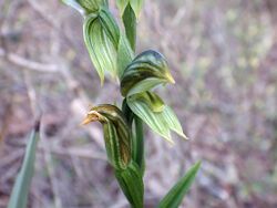 Pterostylis chlorogramma.jpg