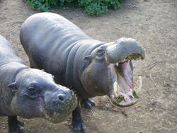 Pygmy hippopotamus hungry.jpg