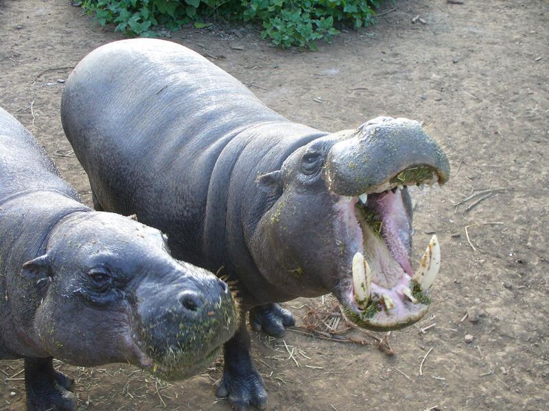 File:Pygmy hippopotamus hungry.jpg