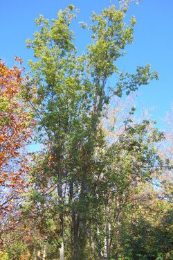 Quercus schottkyana (Cyclobalanopsis glaucoides) - Quarryhill Botanical Garden - DSC03761.JPG